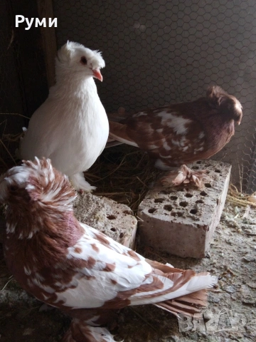 продавам гълъби Димкежи , снимка 3 - Гълъби - 54543583