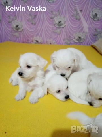 мини малтийски болонки, снимка 5 - Болонка - 54283758