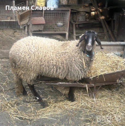 Продават се две овце и едно агне , снимка 4 - Овце - 54842413