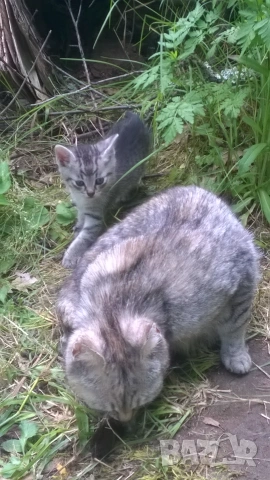 котета, снимка 2 - Други - 55007042