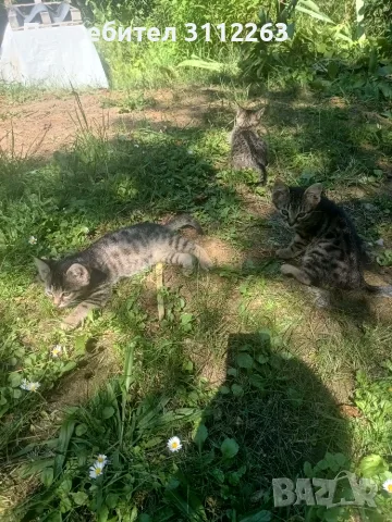Подаряват се малки котета, снимка 6 - Други - 55337226