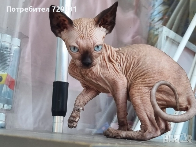 Канадски сфинкс, котенца, снимка 2 - Сфинксове - 54595069