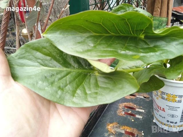 Змийска хурка 2 гнезда в горска почва. Да се извади ноември., снимка 3 - Разсади - 53975850