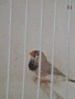 Амадинки джъмбо , снимка 8
