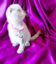 Скоттиш Фолд със сини очи , снимка 3