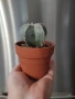 Astrophytum myriostigma,, снимка 1