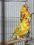 продавам поини папагали 2025 г, снимка 1