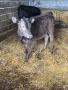 Продавам 4 Телета, снимка 2