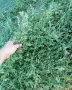 чиста люцерна за зайци , снимка 1