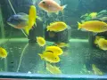 Подаряват се цихлиди , снимка 1