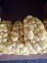 картофи сорт Агата, снимка 4
