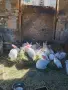 продавам калифорнийски зайци, снимка 6