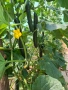 Продавам тиквички ,краставички и яйчица., снимка 1