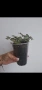 Традесканция, tradescantia Toundra, снимка 3