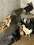 Пилета от домашни кокошки, снимка 9