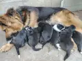 подарявам кученца на два месеца , снимка 1