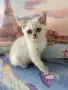 британски котенца, снимка 2
