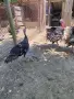 Яйца от селска пуйка, снимка 2