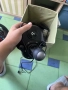 Logitech g29 + Hshifter, снимка 3