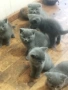 Продавам британски котенца на 40 дни, снимка 1