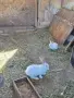 продавам калифорнийски зайци, снимка 11