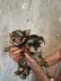 Мини йоркита промоция до неделя, снимка 1
