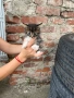 Подарявам малки котенца, снимка 2