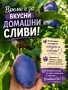 Домашни Сини сливи , снимка 1
