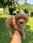 Кавапу & Cavapoo, снимка 4