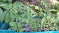 Продавам растения Дива лоза (Parthenocissus quinquefolia), снимка 4