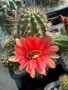 Кактус Chamaecereus hyb cv. Inca Sunset, снимка 1