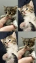 Подарявам котенца на 2 месеца, снимка 4