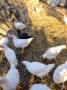 Продавам петли, снимка 3