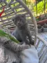 Британски / шотландски котенца , снимка 4