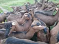 Продавам чистокръвни кози френски алпин  , снимка 4