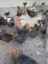 животни селскостопански петли, снимка 3