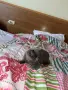 Котенок Шатланский вислоухий 4 месяца, снимка 5