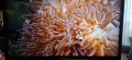 ТЕЛЕВИЗОР 32" CROWN като нов, снимка 7