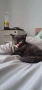 Британски Котки, снимка 4