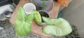 Сингониум (Syngonium) «Podophyllum» , снимка 2