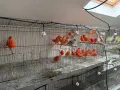 Червении и къдрави канарчета, снимка 5