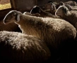Продавам дебели ялови овце, снимка 3
