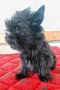 Мини черно момче йорки, снимка 3
