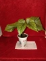 Бегонии Тамая, млади добре вкоренени растения , снимка 3