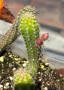 Кактус Chamaecereus Hybrid оранжев , снимка 4