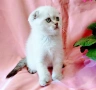 Шотландско мъжко Скоттиш Фолд , снимка 8