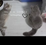 Британски късокосмести котета , снимка 15