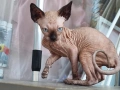 Канадски сфинкс, котенца, снимка 2