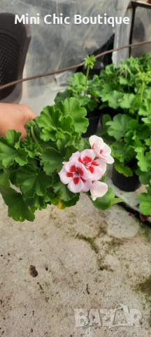 ОБИКНОВЕНО МУШКАТО ( Pelargonium ) – красиво, здраво и богато цъфтящо. Пазарджик 