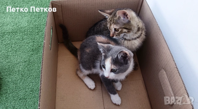 Подарявам две малки котенца - Мелиса и Щефи, снимка 5 - Други - 55098596